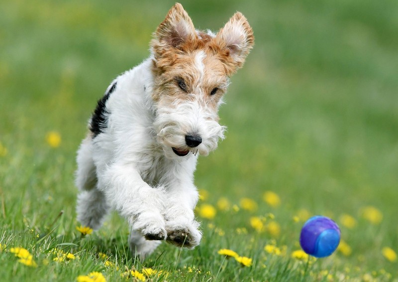 Ein Wire Fox Terrier wird bis zu 40 cm groß.