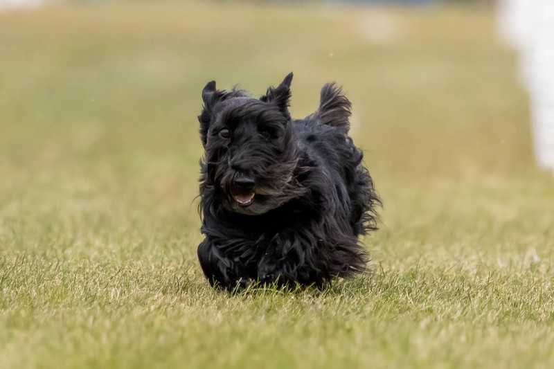 Scottish Terrier besitzen einen markanten Bart.