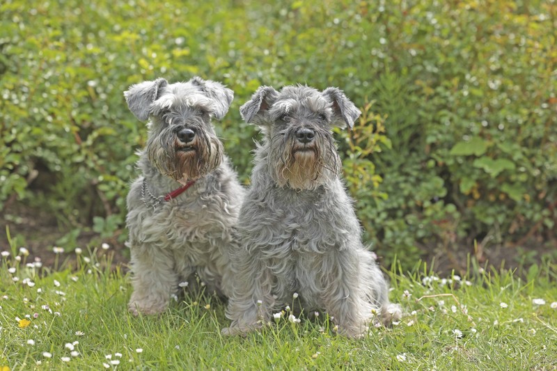 Zu den Schnauzern gehören drei Rassen.