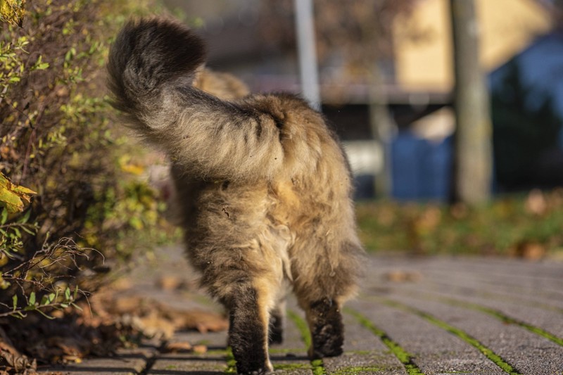 Der Schwanz der norwegischen Waldkatze wird auch als “Schwanzfeder” bezeichnet.