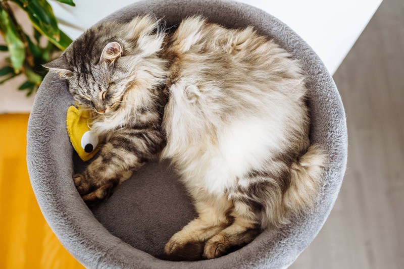 Der Schwanz ist bei der Maine Coon ein auffälliges Erscheinungsmerkmal.