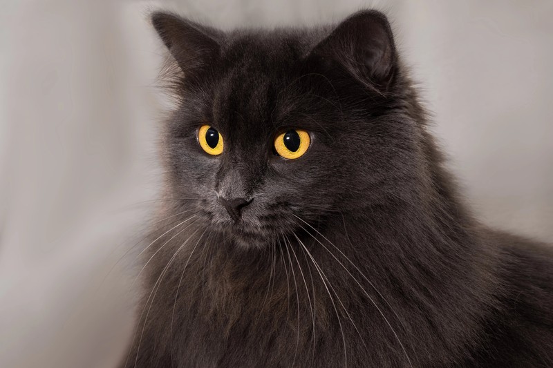 Die Haare der Nebelung Katze sind blau gefärbt und haben silberfarbene Spitzen.