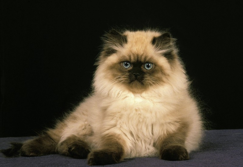 Himalaya-Katzen besitzen die typische Point-Färbung.
