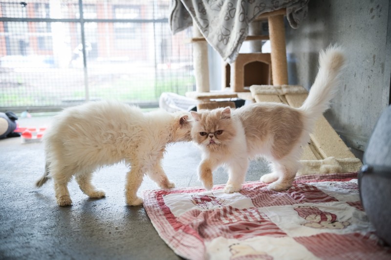 Katzenrassen mit flauschigen Schwänzen erfreuen sich großer Beliebtheit.
