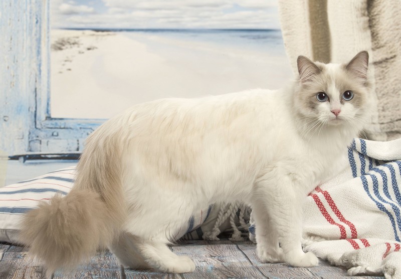 Ragdolls erinnern beim Tragen an eine “Stoffpuppe”, da sie ihren Körper hängen lassen.