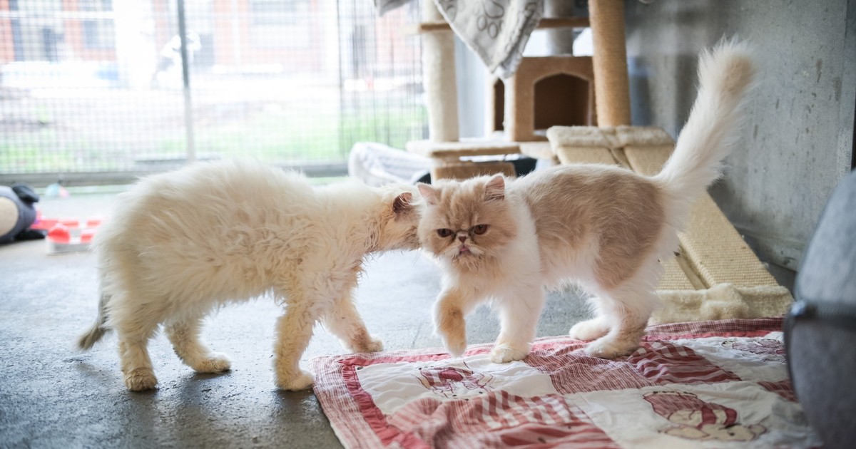 Welche Katzenrassen haben die flauschigsten Schwänze?