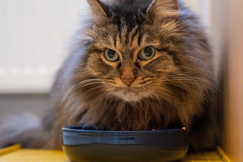 Sibirische Katzen schützen sich bei kaltem Wetter mit ihren langen, buschigen Schwänzen.
