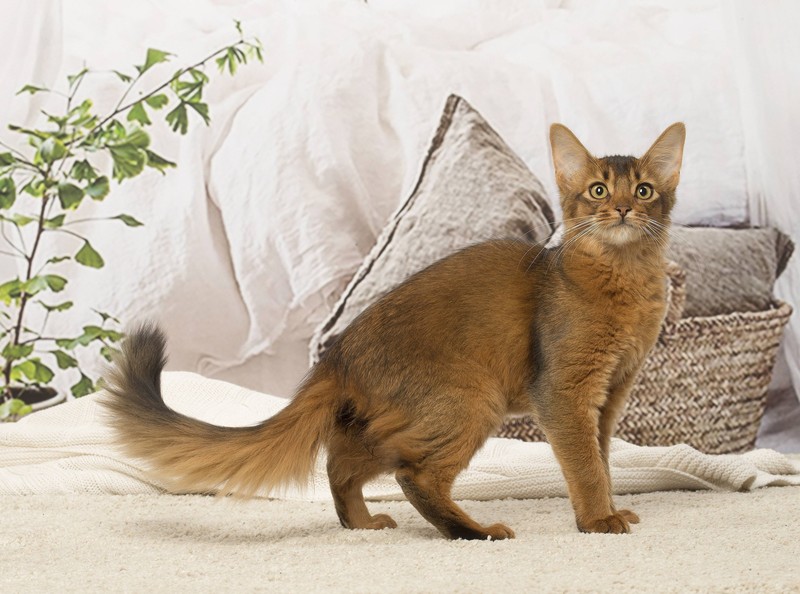 Somali-Katzen sind die langhaarige Variante der Abessinerkatzen.