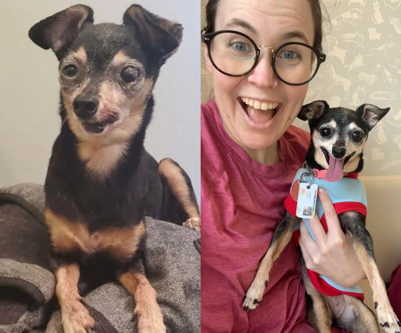 Auch kleine Hunde wie Chihuahuas werden tragischerweise ausgesetzt.