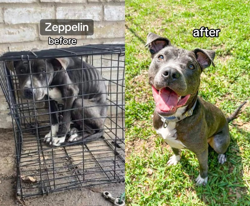 Boxer und Pit Bulls haben es häufig besonders schwer.