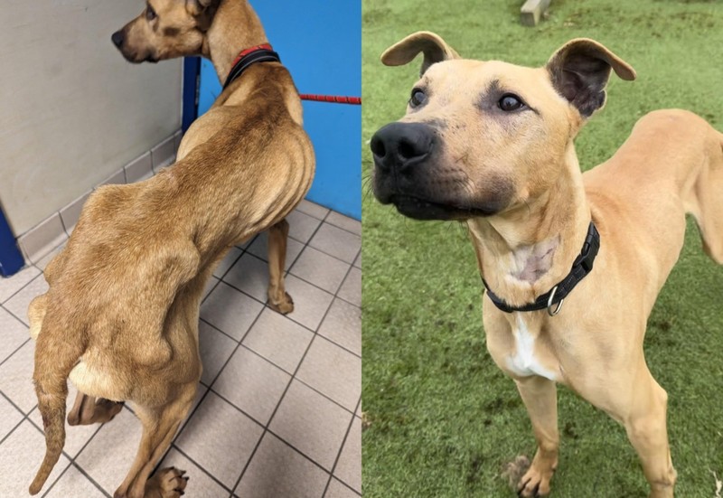 Man würde bei dem Nachher-Bild nicht glauben, dass dieser Hund nicht sein Leben lang so stolz und glücklich ist.