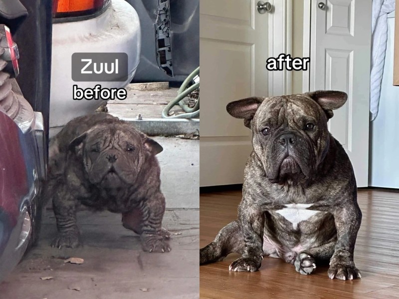 Manche Hunde lassen sich vor ihrer Rettung kaum als Hunde identifizieren.