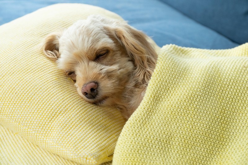 An einem gemütlichen Kuschelplatz fühlen sich Hunde alleine sicherer.
