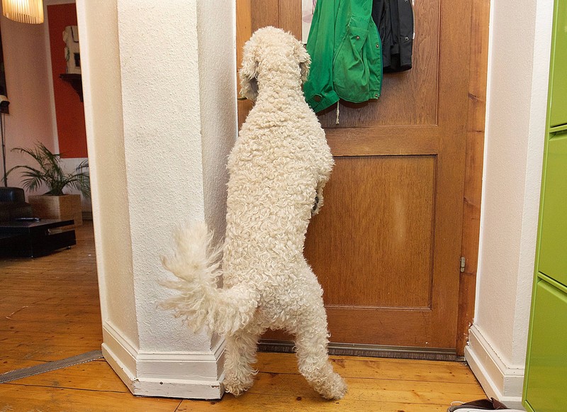 Hunde gewöhnen sich sehr schnell an Routinen.