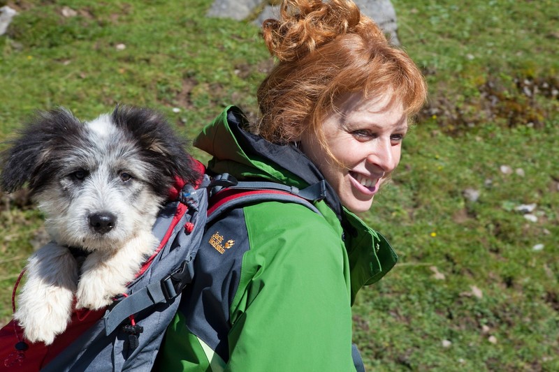 Mit Zuwendung, Spiel und Spaziergängen machst du deinen Hund müde.