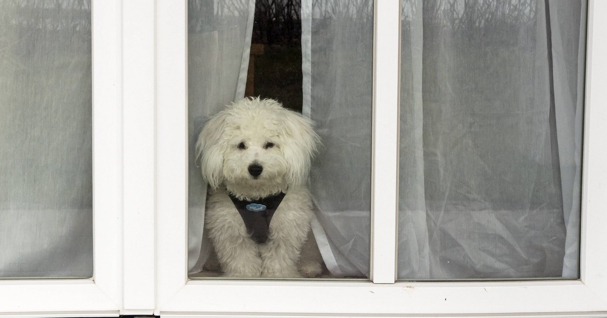 Hilfe für Trennungsangst bei Hunden: So fühlt sich dein Vierbeiner weniger allein