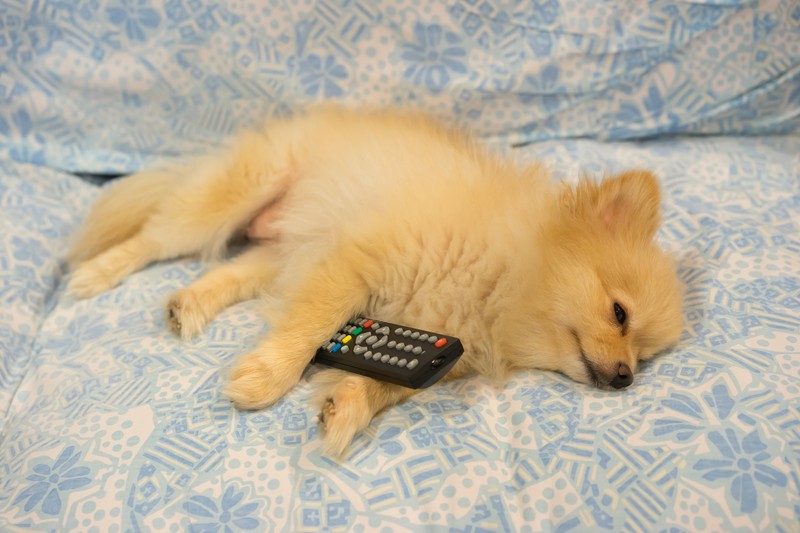 Radio oder Fernseher können Hunde vor Einsamkeit bewahren.
