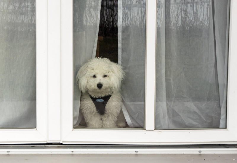 Wenn Hunde ihre Menschen vermissen, verharren sie oft stundenlang am Fenster.