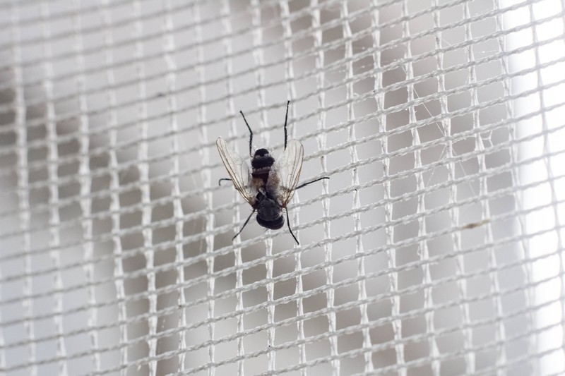 Was im Sommer gegen Fliegen hilft, schützt im Herbst vor Wanzen.