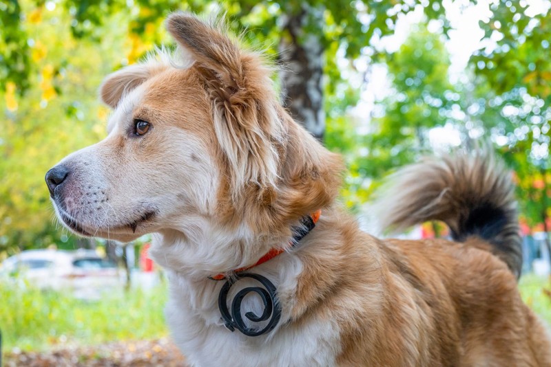 Ein Anti-Floh-Halsband wirkt vorbeugend gegen lästige Parasiten.