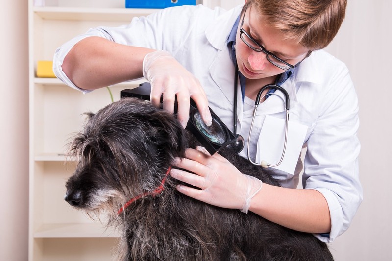 Flöhe kannst du am Verhalten deines Hundes oft gut erkennen.