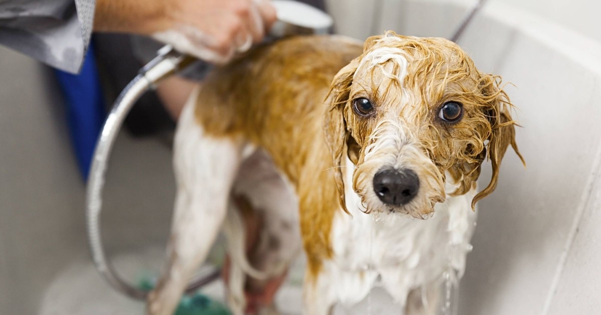 Schutz und Tipps gegen Flöhe bei Hunden