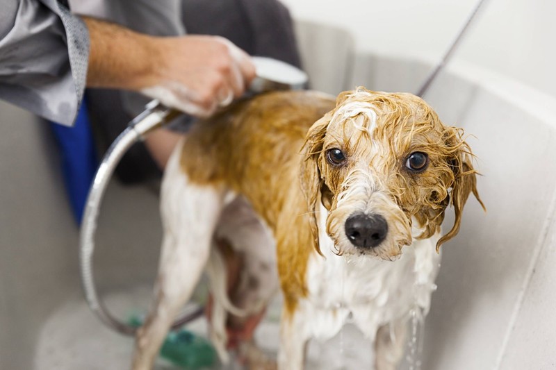 Natürliche Shampoos sind für deinen Hund besser geeignet.