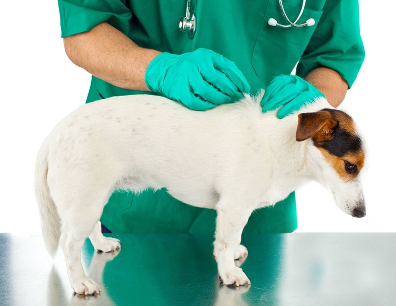 Spot-ons beugen Flohbefall bei Hunden zuverlässig vor.