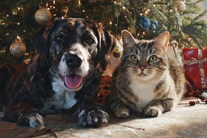 Auch Haustiere bekommen Weihnachtsgeschenke.