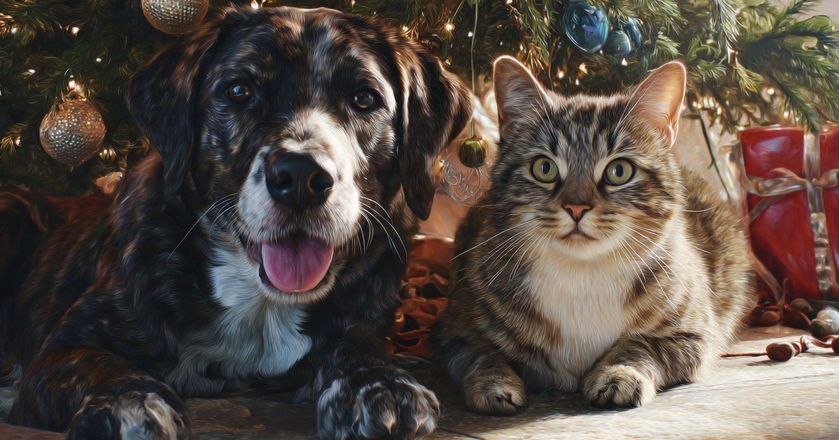 Die perfekten Weihnachtsgeschenke für Hunde und Katzen