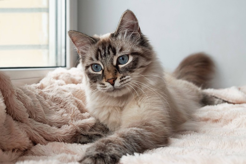 Auch Langeweile kann zu unerwünschtem Verhalten bei Katzen führen. 