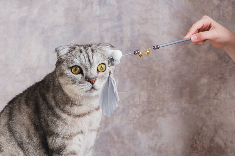 Ausreichend Spielmöglichkeiten könnten helfen, das Spielverhalten deiner Katze umzulenken.