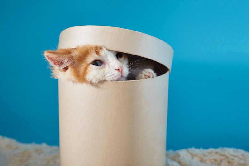 Die Neugier einer Katze verleitet sie zu unterschiedlichen Experimenten.