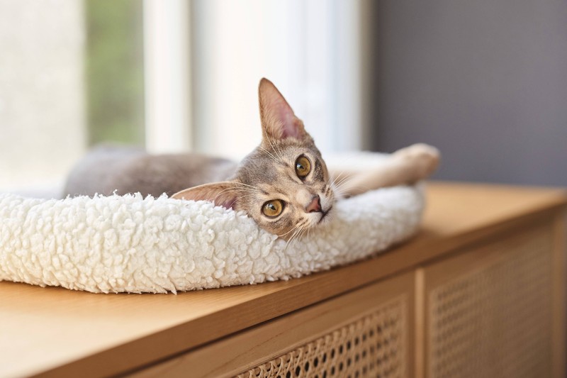 Katzen haben das Bedürfnis nach körperlicher Auslastung.