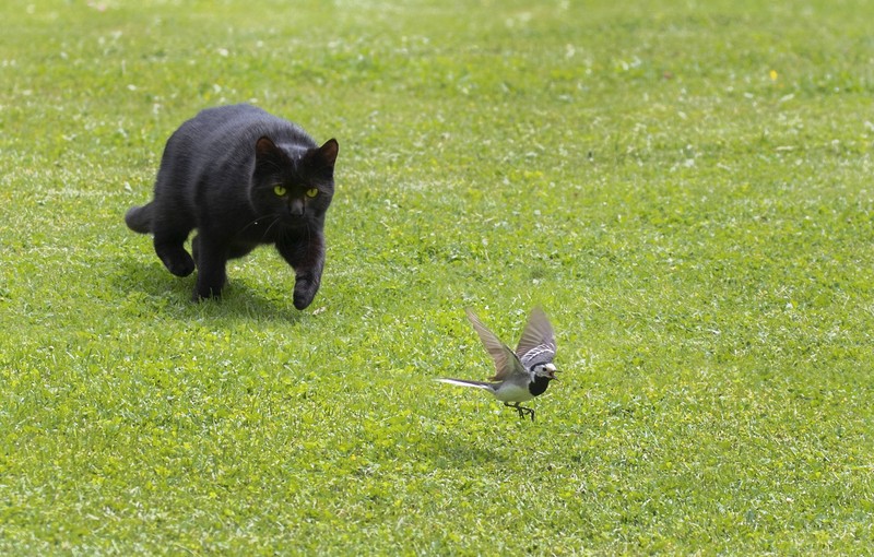 Katzen schulen ihren Jagdinstinkt gerne durch spielerische Aktivitäten.