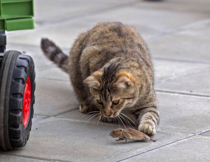 Katzen sind verspielte Tiere mit einem großen Bedürfnis nach mentaler Stimulation. 