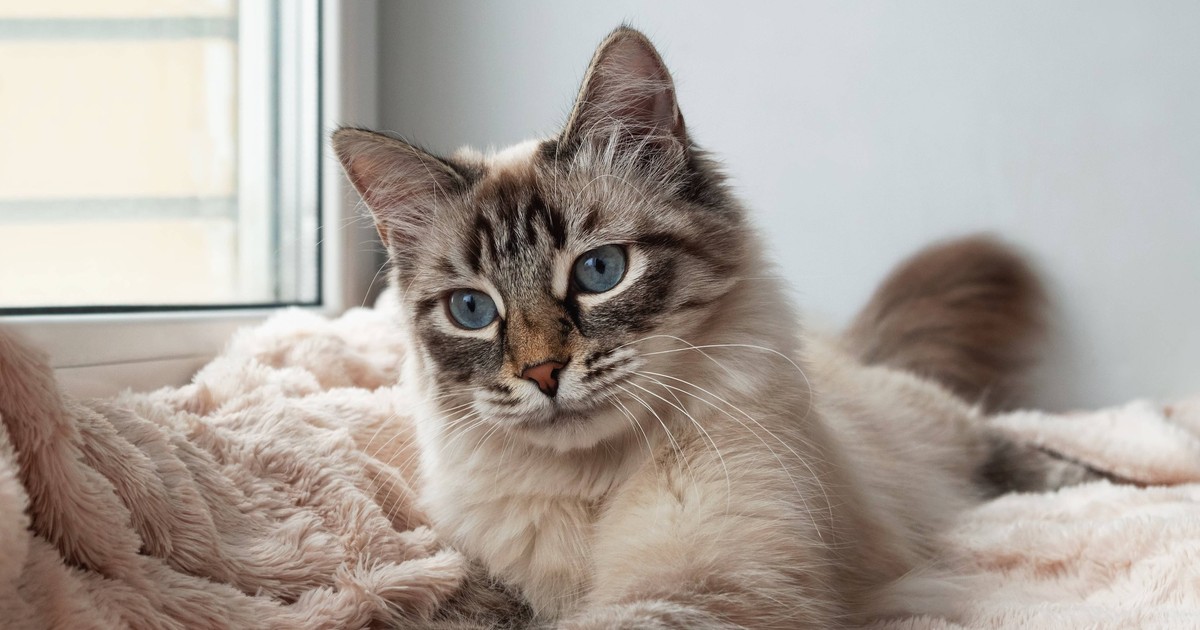 Absicht oder Spiel? Deshalb werfen Katzen gerne Dinge vom Tisch