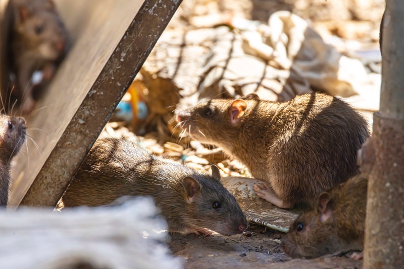 Bleiben Futterreste liegen, locken sie Ratten und andere Tiere an.
