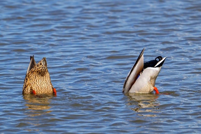 Enten finden zu jeder Jahreszeit Nahrung in der Natur.