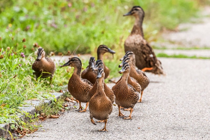 Enten regelmäßig zu füttern, führt zu Überpopulation.