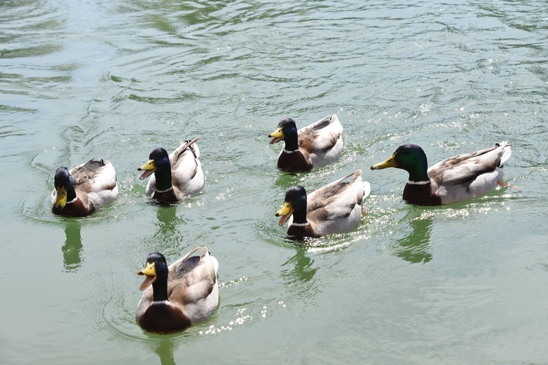 Enten zu füttern, hat einige Auswirkungen auf das Ökosystem.