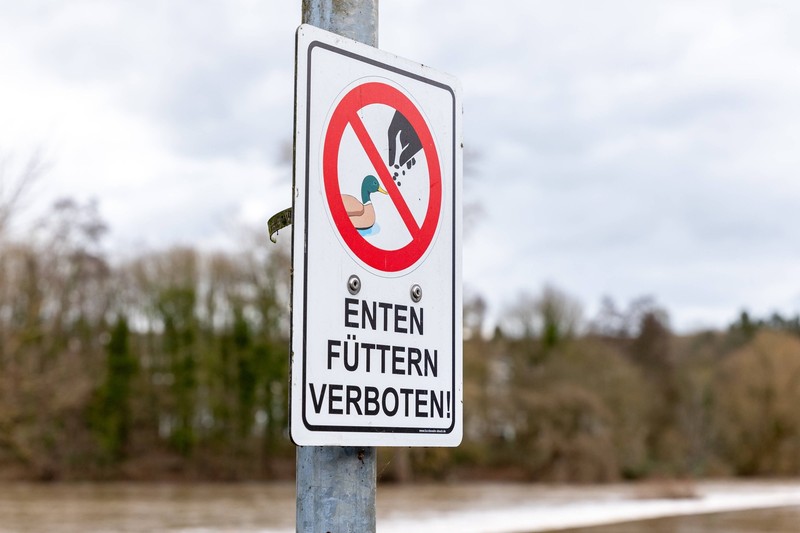 In vielen Gemeinden ist das Enten füttern verboten.
