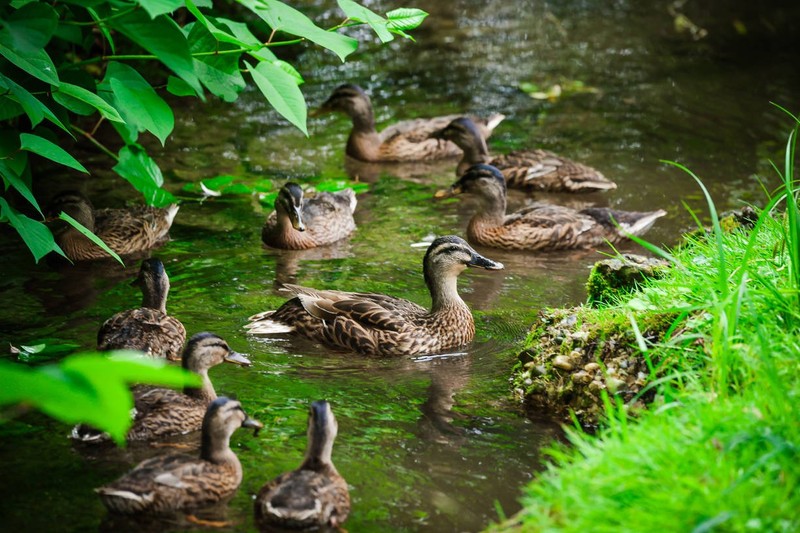 Sind zu viele Enten auf einem Flecke, breiten sich Krankheitserreger leichter aus.