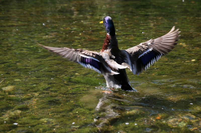 Unnatürlich große Entenansammlungen führen zu aggressiven Verhalten.