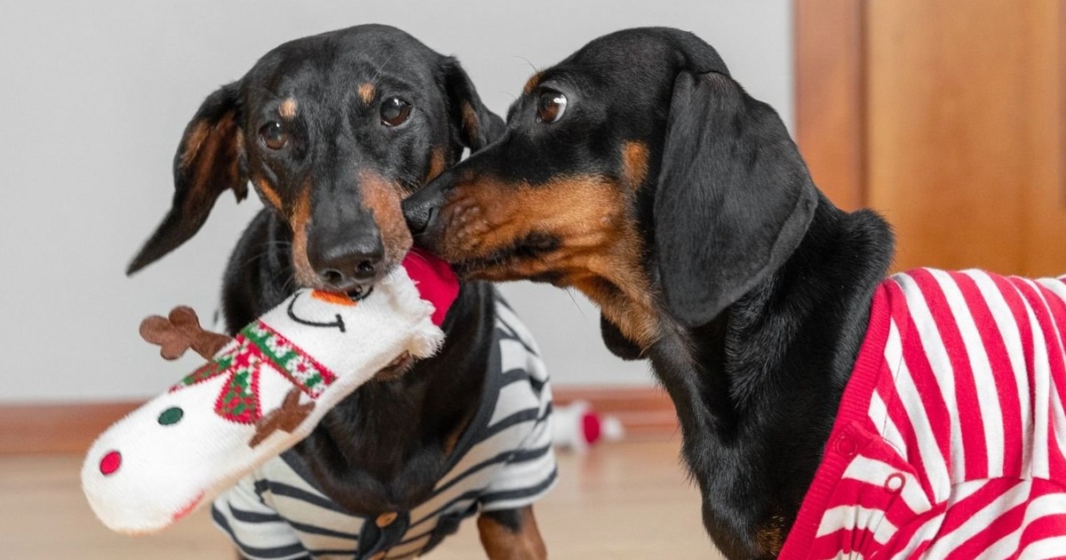 Reddit-Nutzer zeigen uns ihre süßen Haustiere, die eifersüchtig waren