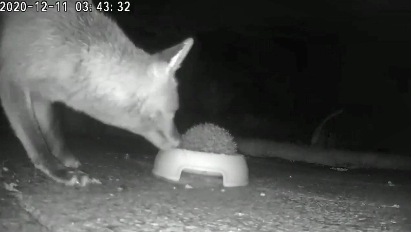 Auch Futter für andere Wildtiere kann den Fuchs anlocken.