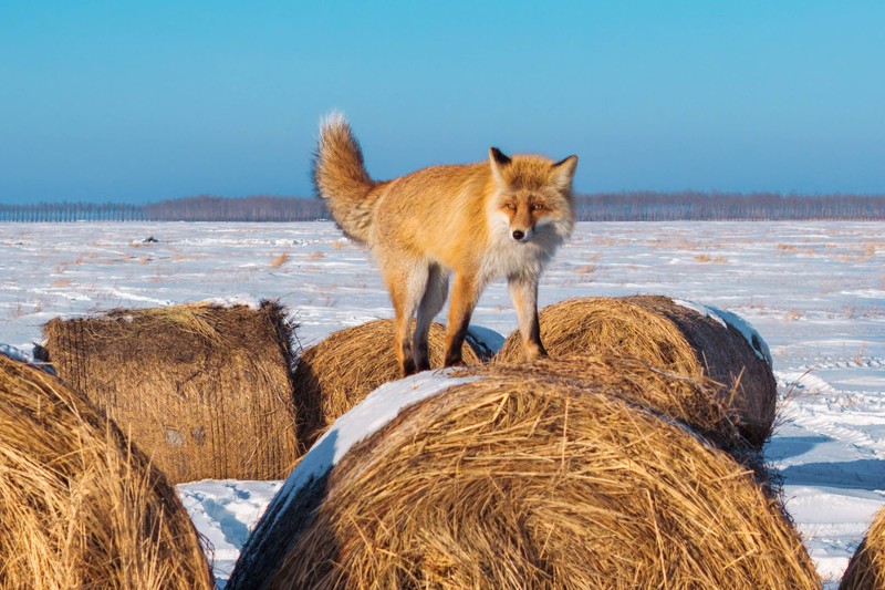 Besonders im Winter, wenn die Nahrung knapp wird, kommen Füchse näher zu den Menschen.