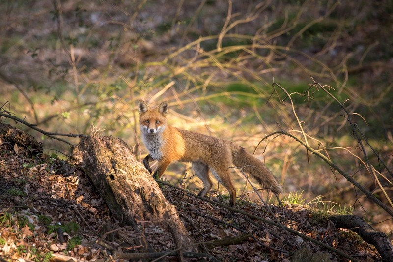Ein Fuchs im Garten ist selten ein Grund zur Sorge