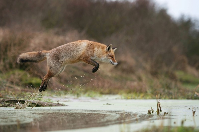 Füchse friedlich zu beobachten, kann sehr interessant sein.