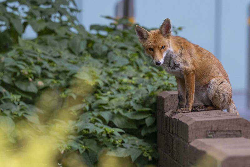 Füchse sind zwar neugierig, dem Menschen gegenüber aber auch scheu.